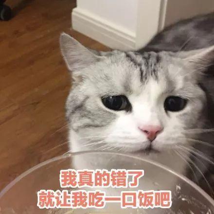 猫咪道歉表情包图片