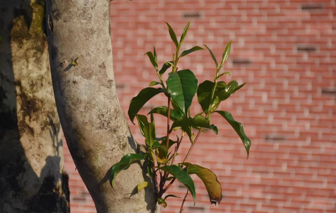 老厂区的老茶树今天午后,在厂区漫步,老厂房古建筑群到资江边的空地上