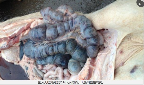 现场鉴别非洲猪瘟的要点(高清图)