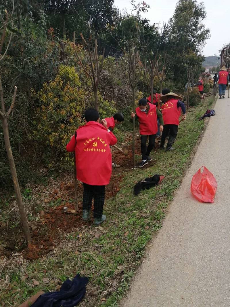 此生長做種春人邵東市流光嶺鎮植樹活動火熱進行中