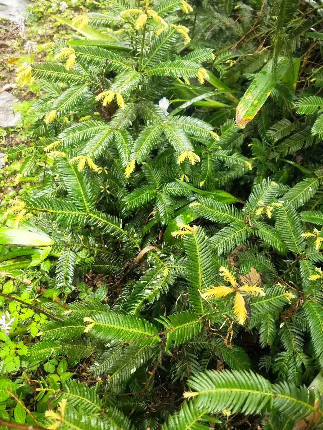 黄桑惊现大片珍稀濒危植物篦子三尖杉野生群落