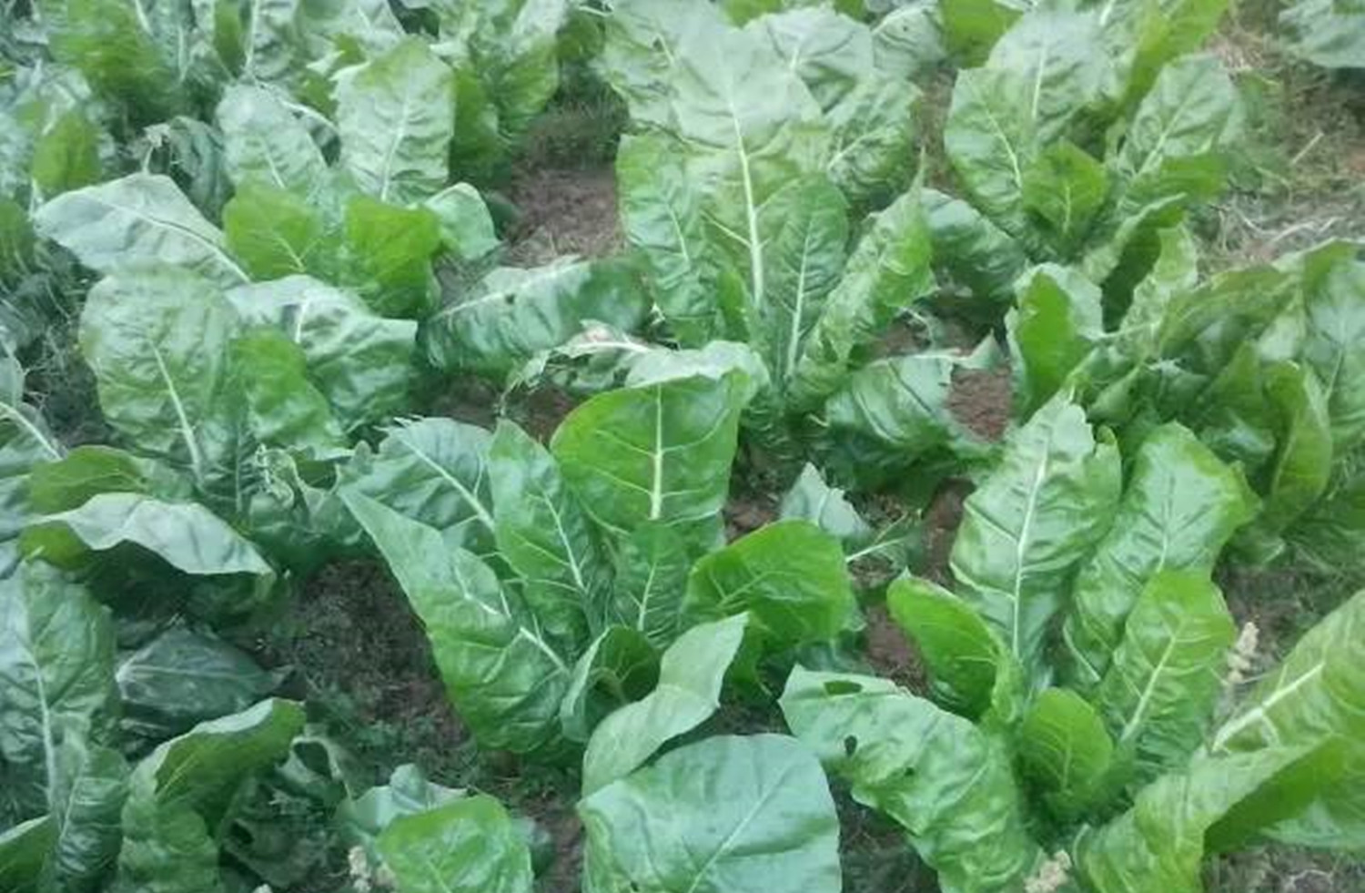 猪乸菜做出的美味广西独特小吃菜包其貌不扬却令人回味无穷