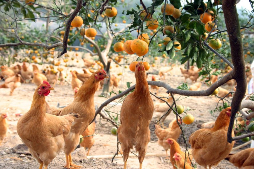 101巨民生仙居农业农村局出妙招让仙居鸡飞得更高