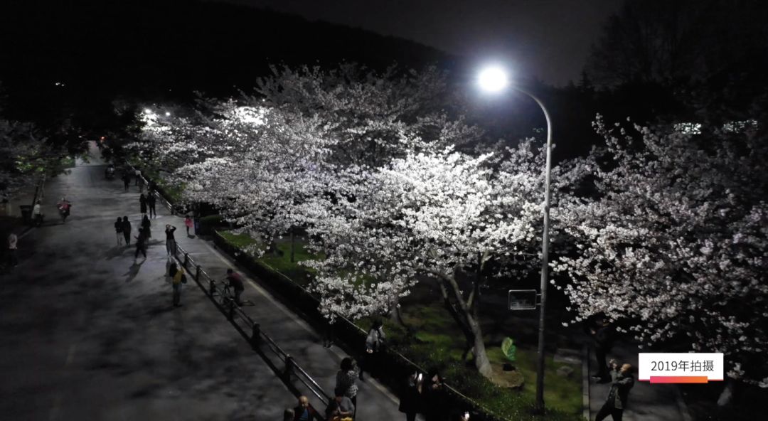 夜樱美翻了夜里航拍武大樱花宛如梦游仙境