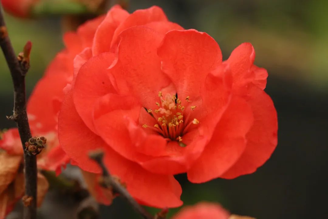 "回眸一笑百媚生,六宫粉黛无颜色",果然是"花中贵妃",娇俏如此,全世界