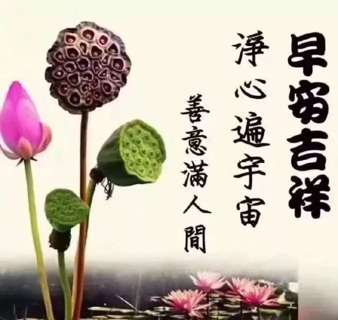 禅意早上好图片图片