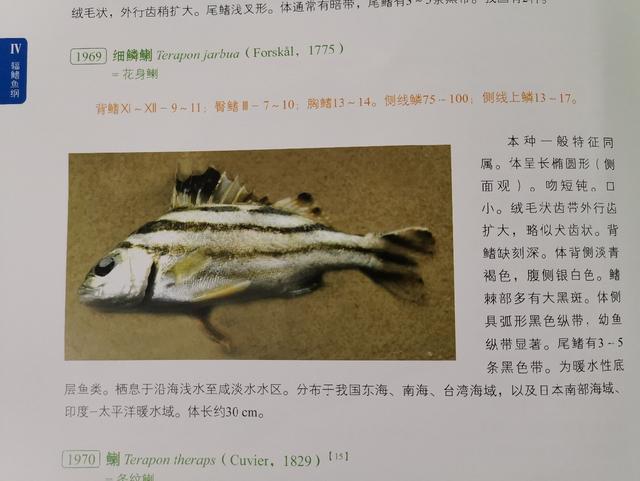 知己知彼百战不殆!说说细鳞鯻(茂公鱼)的钓法