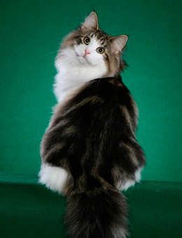 养宠经验:晚上一群猫叫什么意思