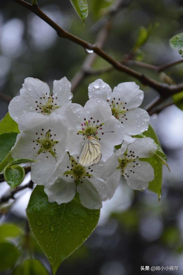 七言絕句:《梨花雨》