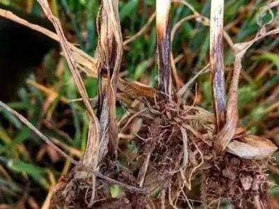 小麦全蚀病高发难治咋办?了解病发条件,症状,规律,防治有办法