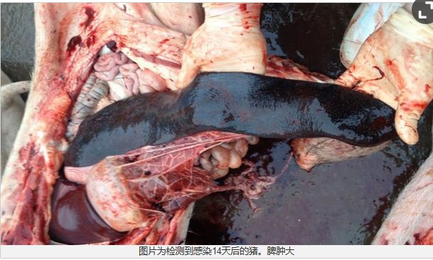现场鉴别非洲猪瘟的要点(高清图)