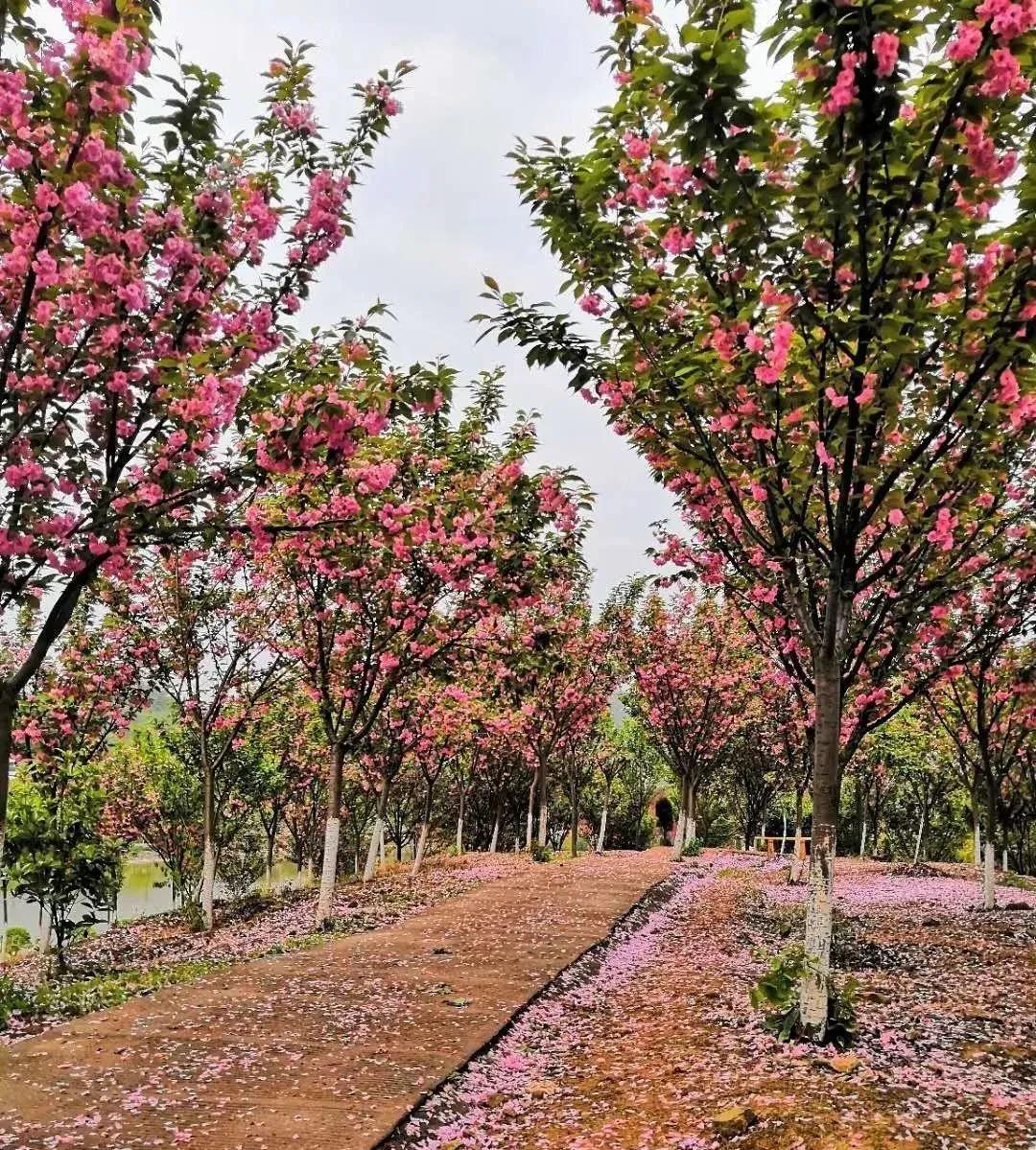 隆昌香溢谷景区图片