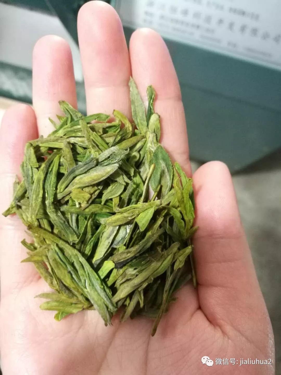 代儿茶图片