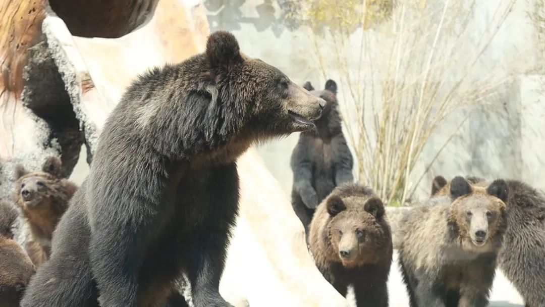 抱歉,我可是棕熊,偷袈裟的是隔壁黑熊ps:黑熊和棕熊除了毛色区分外