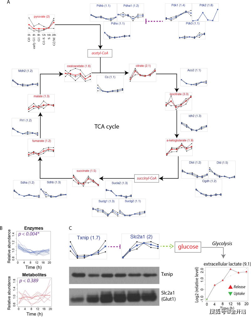 biosynthesis,de novo purine biosynthesis,pyrimidine salvage
