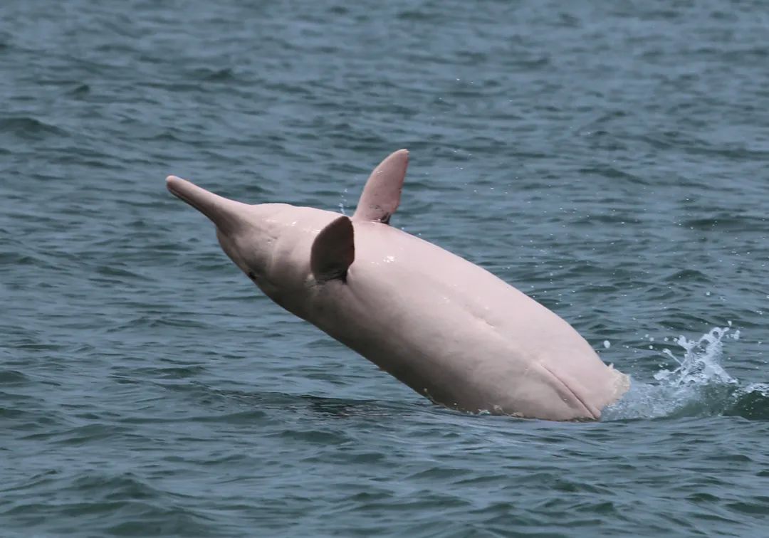 中华白海豚习性如何?