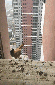 【搞笑图片】鸡：反正都是死 要么摔死要么被吃