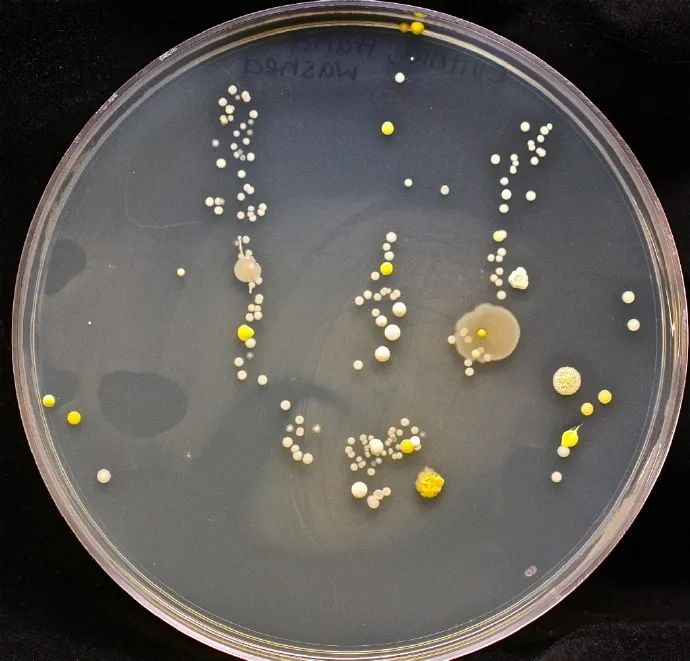 还有熊孩子不爱洗手一篇硬核科普搞定ta