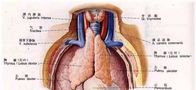免疫细胞在骨髓中形成,在胸腺中发育成熟,这种成熟的细胞会为人体提供