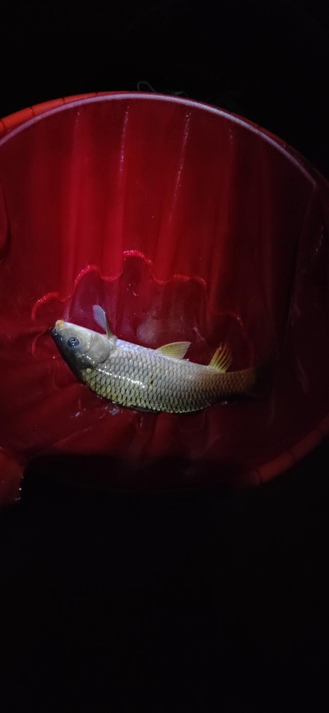 天变暗时犹豫夜钓灯充电没拿,看不见漂盲打都会中鱼你说这有好恐怖.