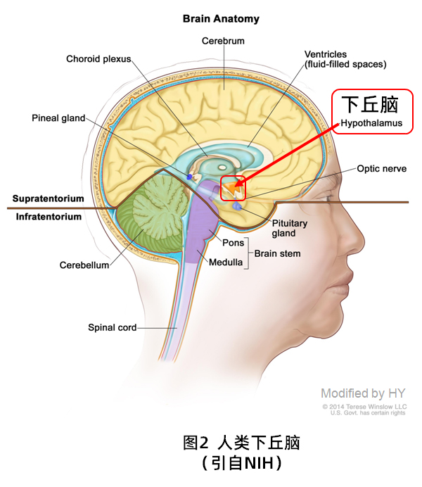 丘脑解剖位置图片