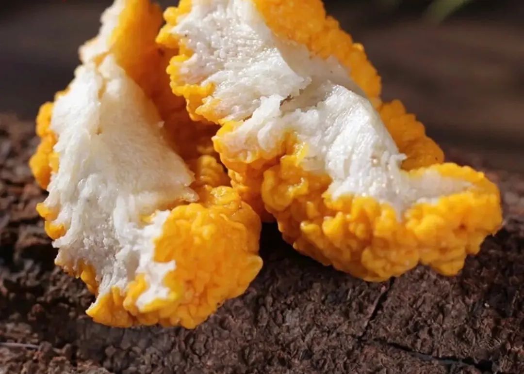 银耳木耳都不如金耳清润降燥养生优选