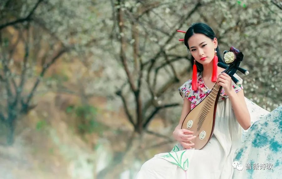 白落梅明日落红应满径