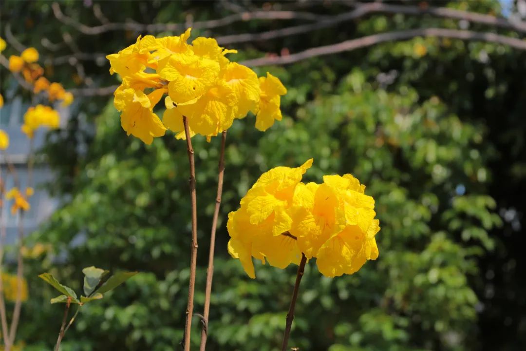 花语是曙光的花(花语是曙光的花是什么花)