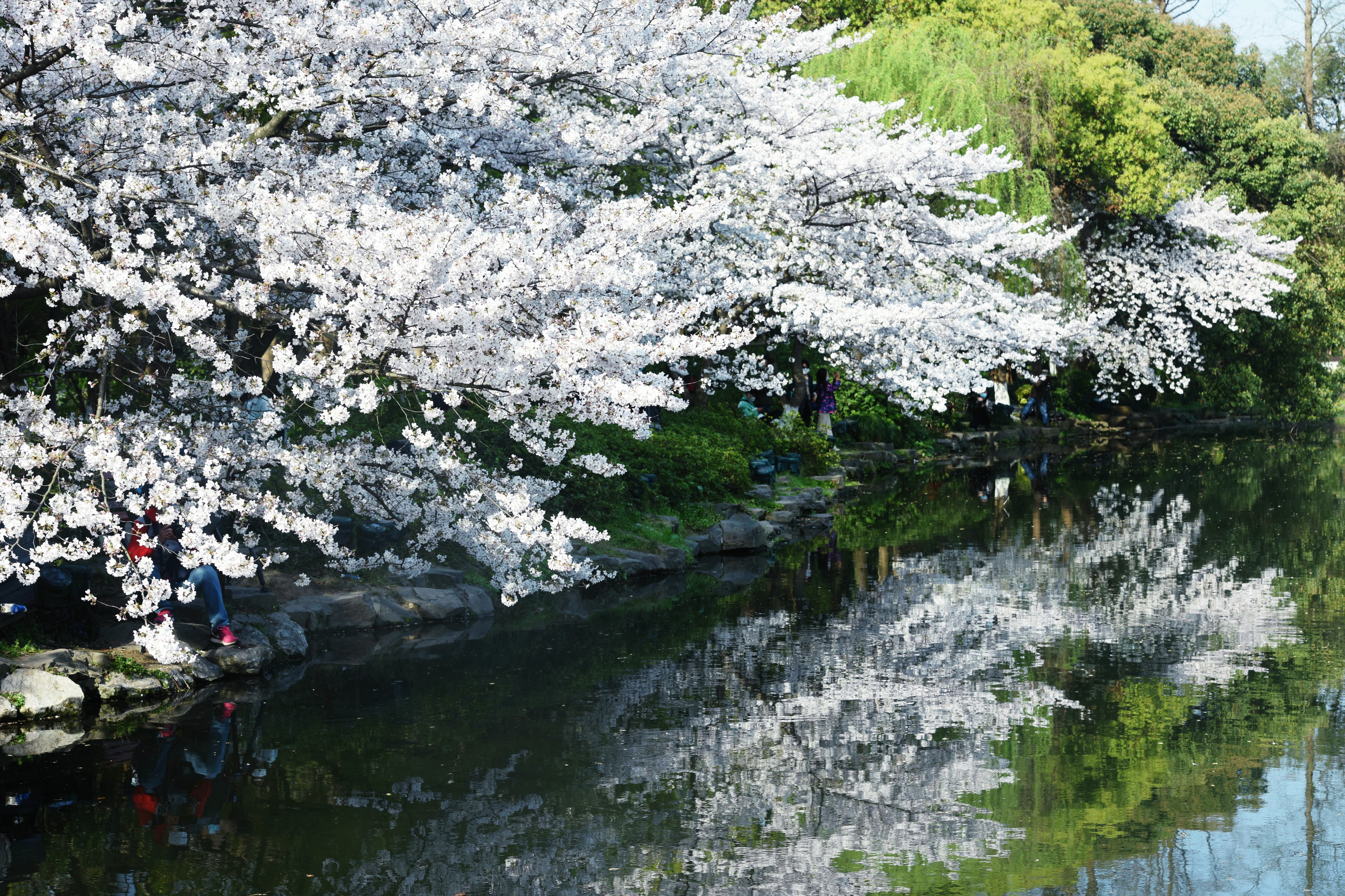 杭州樱花湖图片