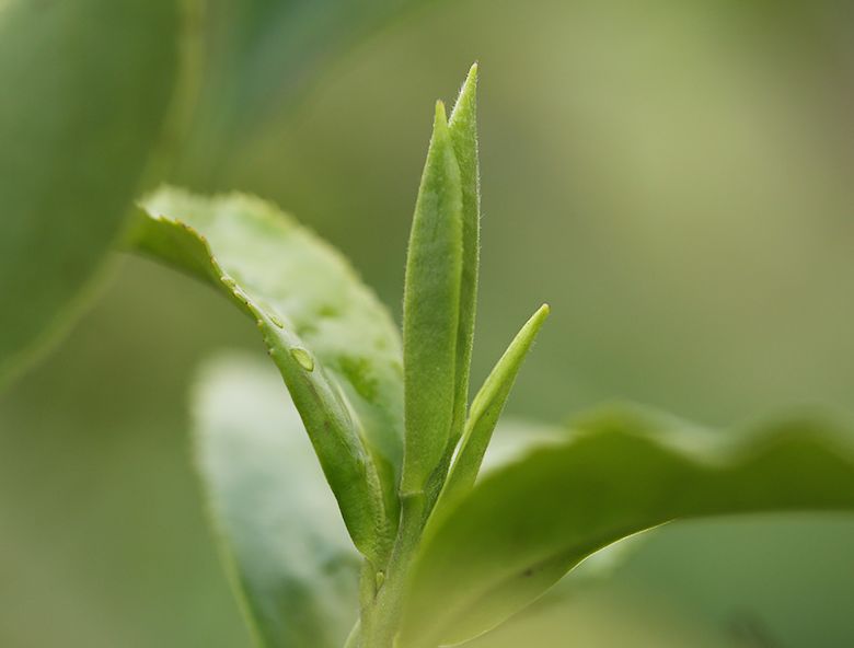 春分茶以春為貴