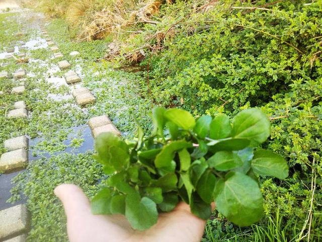 春天的这些水边的野菜今年你吃了吗