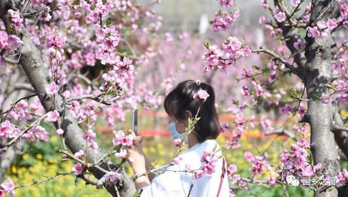 2020年鄠邑区蒋村镇柳泉口第二届桃花节将于3月20日盛大启幕