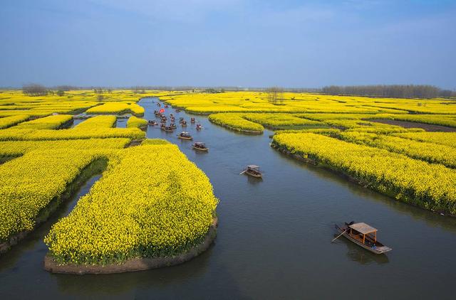 歷史文化名城江蘇興化春暖大地油花開獨特的水上花海等你來