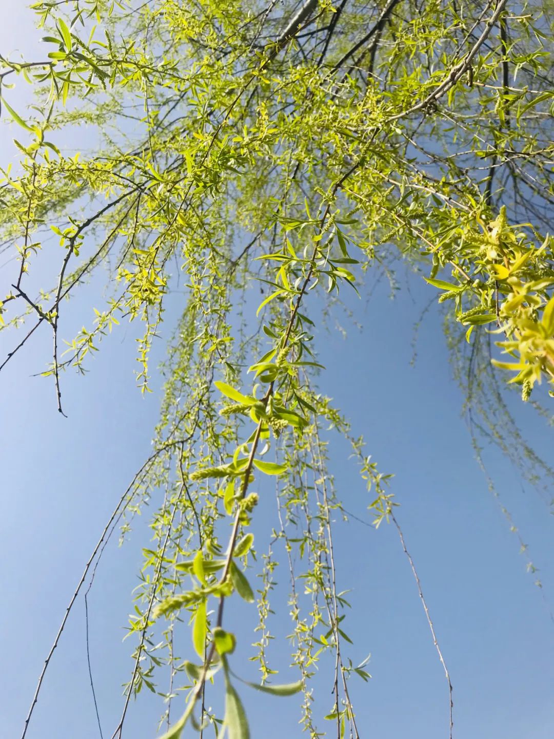 今日春分山城无处不飞花