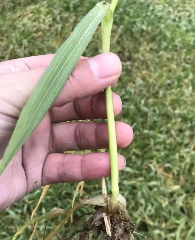 1,一般小麦拔节就是第一节间伸长离土2-3公分,用手摸主茎基部感觉有节