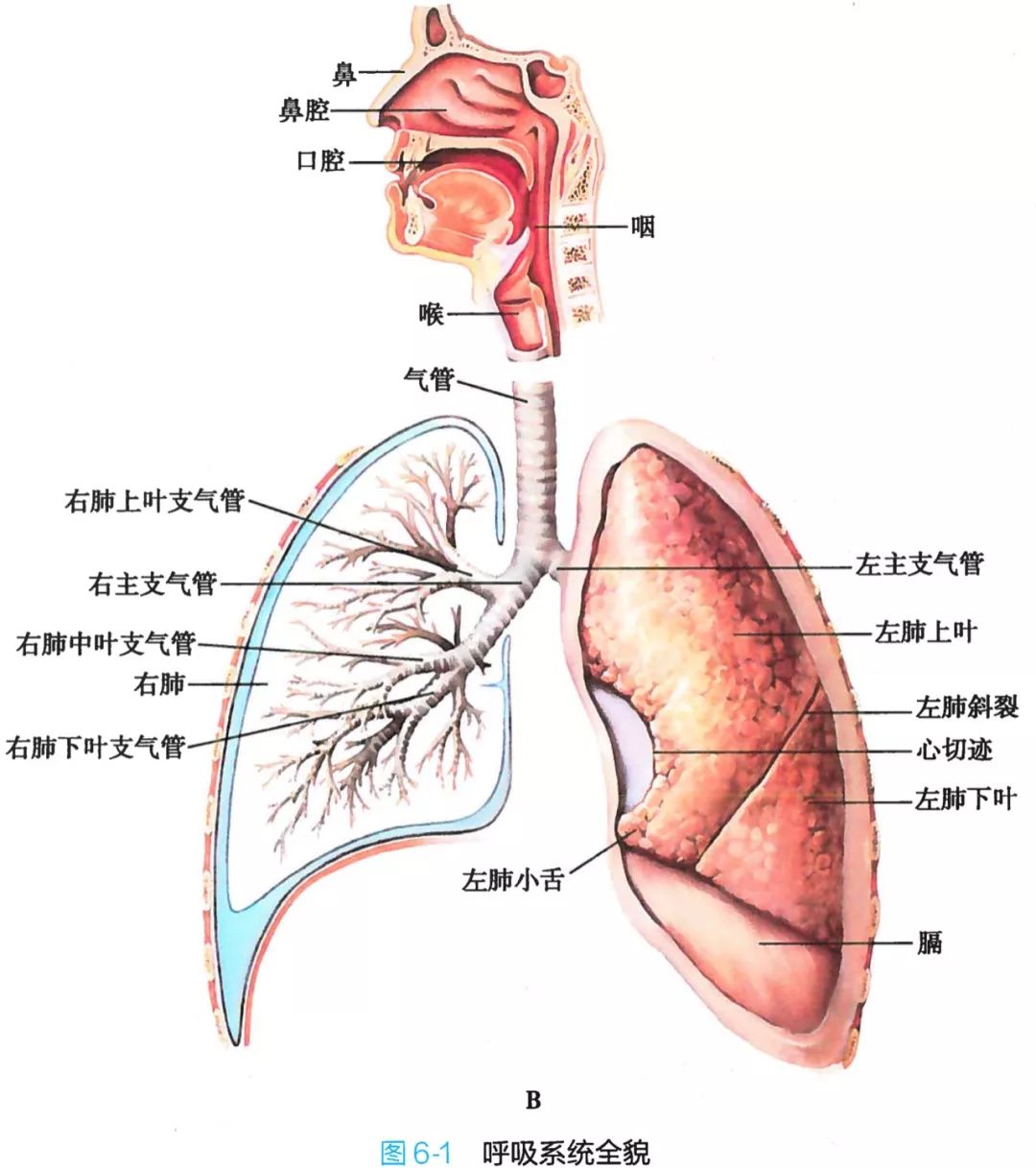 呼吸系統解剖圖譜