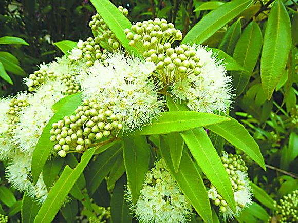 柠檬香桃木杀菌功效最强