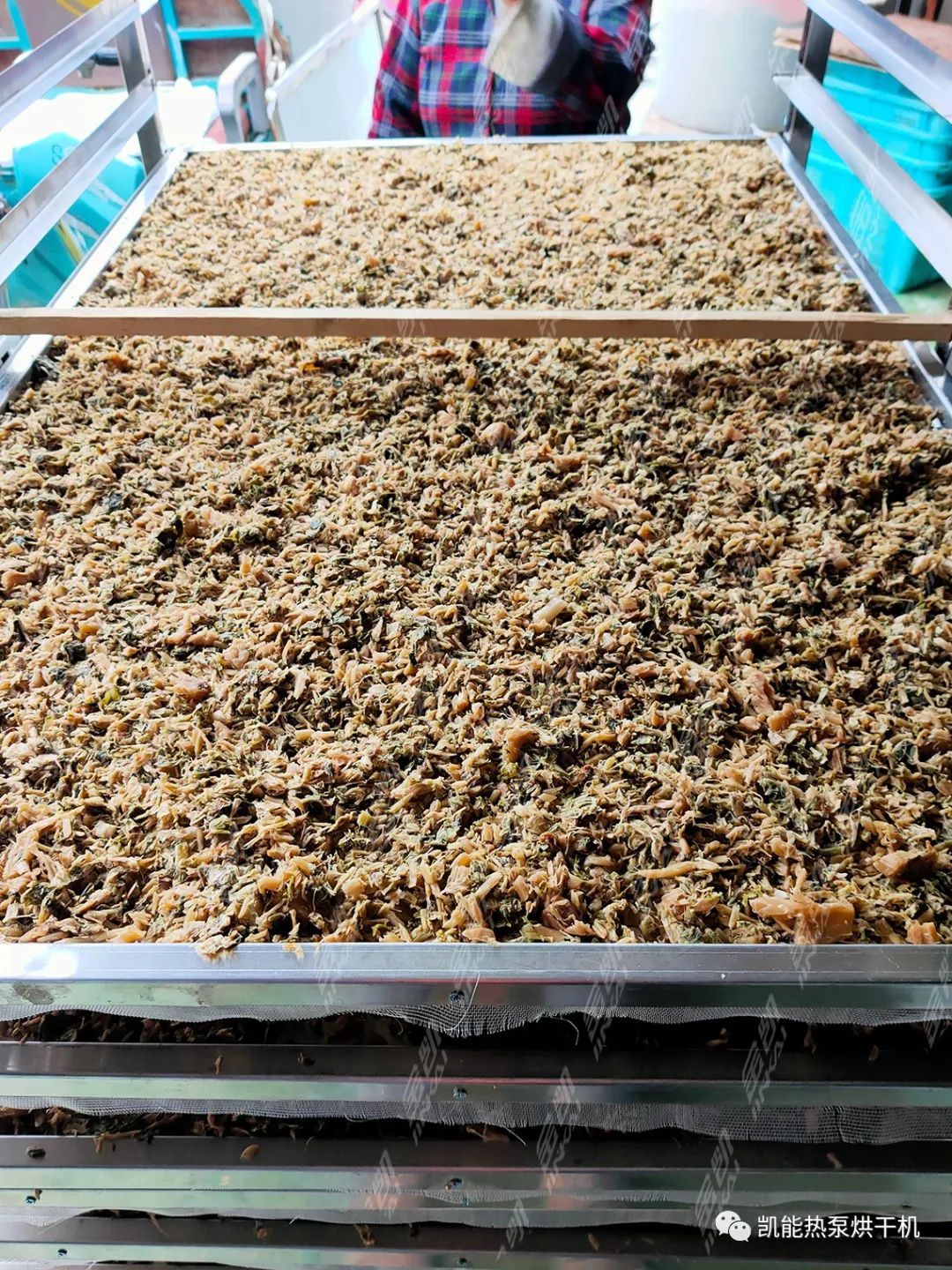 广州凯能带你走进梅干菜热泵烘干现场