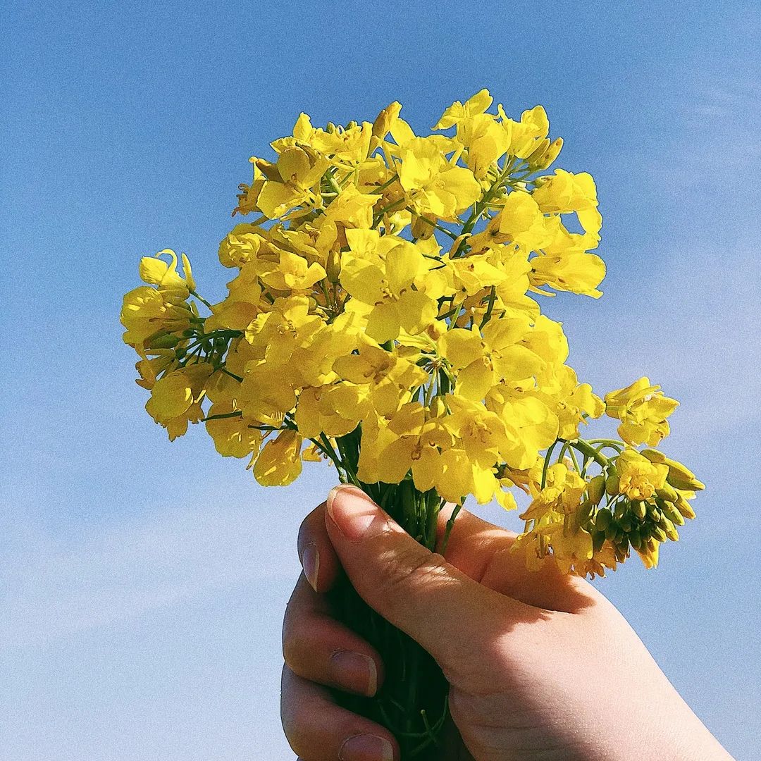 手拿油菜花图片真实图片