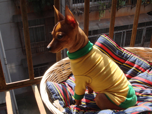 狗狗品种介绍图鉴12期——迷你杜宾犬