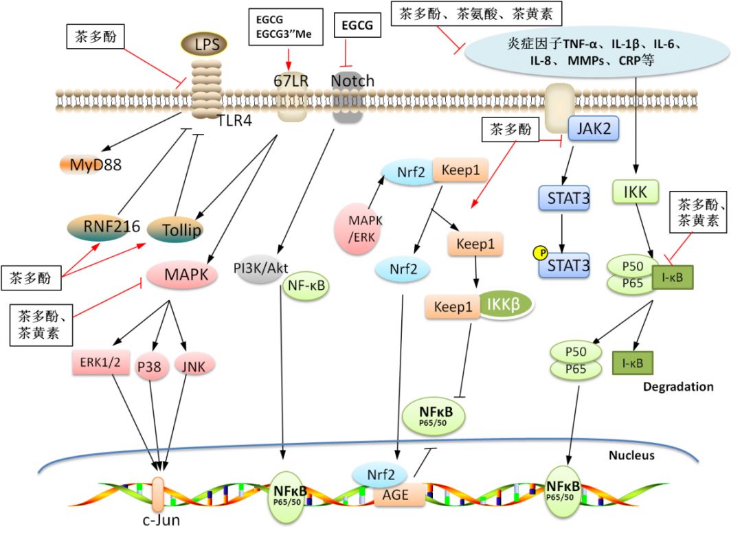 成分对nfκb,mapks,tlrs,stat,notch及nrf2信号通路的调控作用示意图