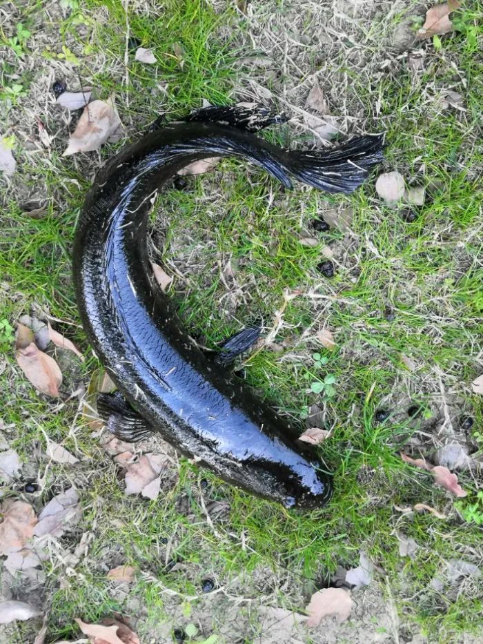 万事开头难2020雷强打黑开竿鱼上岸_黑鱼