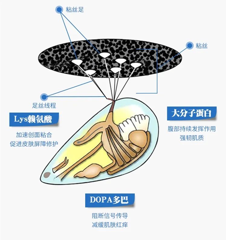 科普|90 的人都经历过皮肤屏障受损,确只有少数人知道该怎么办!_用户