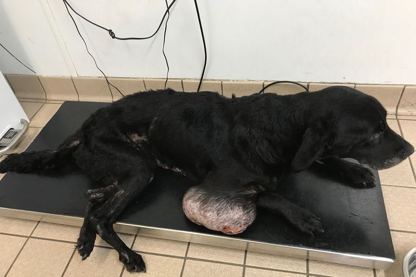 狗狗腹部长足球大小肿瘤被遗弃主人获刑6周