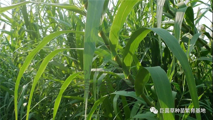 绿洲一号当青饲料外还有别的用途这种草可以造纸还可以种蘑菇