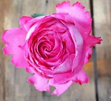 林家讲堂月季品种及品种创新第二期下冯慧