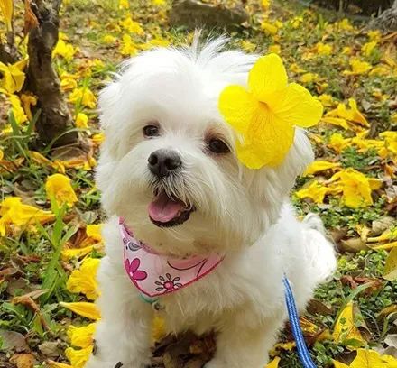 看到奶奶在敷面膜,狗子立马也吵着要一起,画面太沙雕了!_米熊