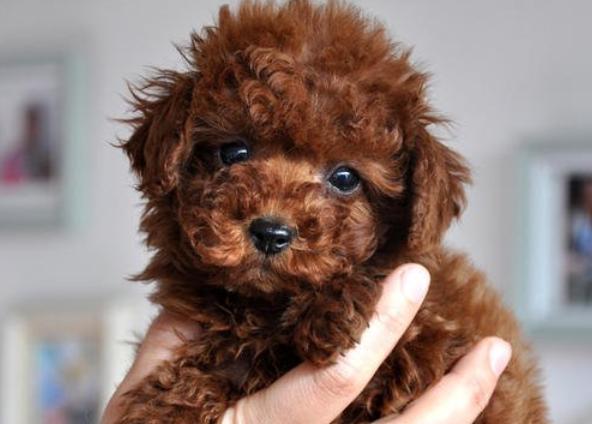 想养泰迪犬的注意了,这6种泰迪犬不值得购买_狗狗