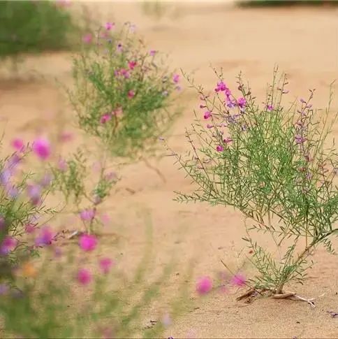 线上植树节丨用一杯奶茶的钱,在腾格里沙漠种一棵只属于你的树!