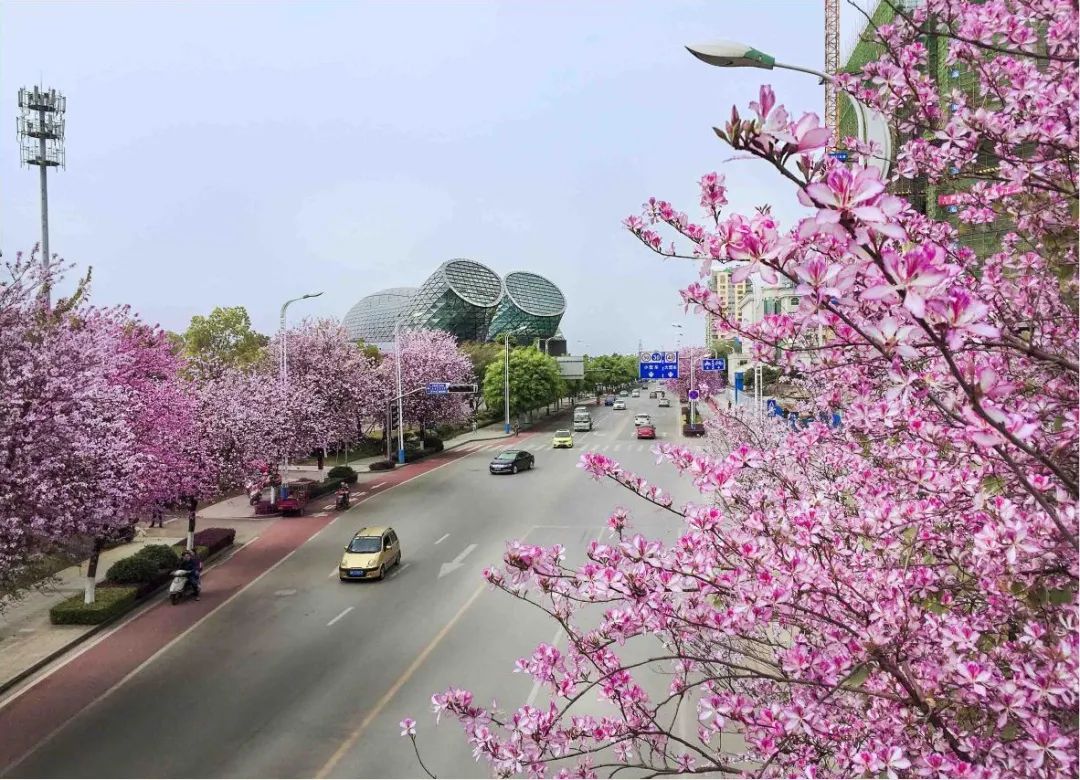 柳州紫荆花文化图片